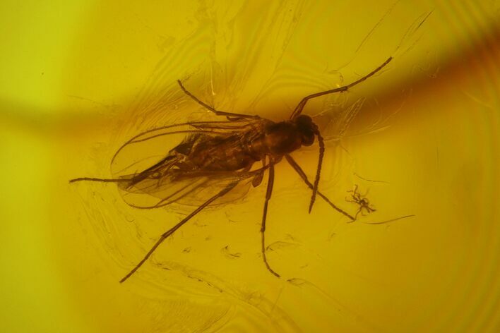 Fossil Fly (Diptera) In Baltic Amber #183586